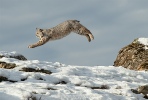 Bobcat Leaping - Margaret Tabner