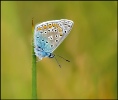 Common Blue Butterfly - Michael Bull
