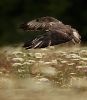 Buzzard Taking Off - Andy Snape