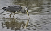Gey Heron With Fish-Roger Paxton