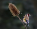 Highly Commended - Goldfinch on Teesal - Michael Bull