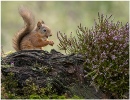 2nd - Cautious Red Squirrel - Mike Wootton