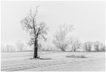 Tree In Mist - Accepted - John White EFIAP/p, BPE5*, CPAGB