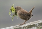 Commended - Nest Building Wren - Mike Wootton