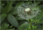 Commended - Seeding Dandelion - Roger Paxton