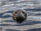 Shetland Grey Seal - Karen Broom