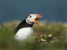 Puffin Calling - Andy Snape
