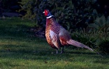 1st - Pheasant in the garden - Tim Webber