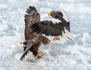 Stella Eagle attacking Sea Eagle for food - Margaret Tabner