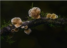 Fungi Cripidotus Caspari - Michael Bull