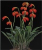 Red Masdivallia Orchid - Michael Bull