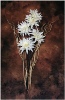 Chrysanthemum - Tony Moore