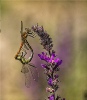Dragonflies - Sue Tucker
