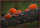 Red Fungi - Michael Bul