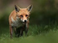 Fox at Dusk - Andy Snape