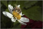 Honey Bee - Roger Paxton