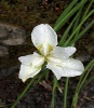 Iris after the rain - Gaynor Ormerod