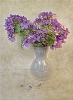 Vase of Flowers - Sue Tucker